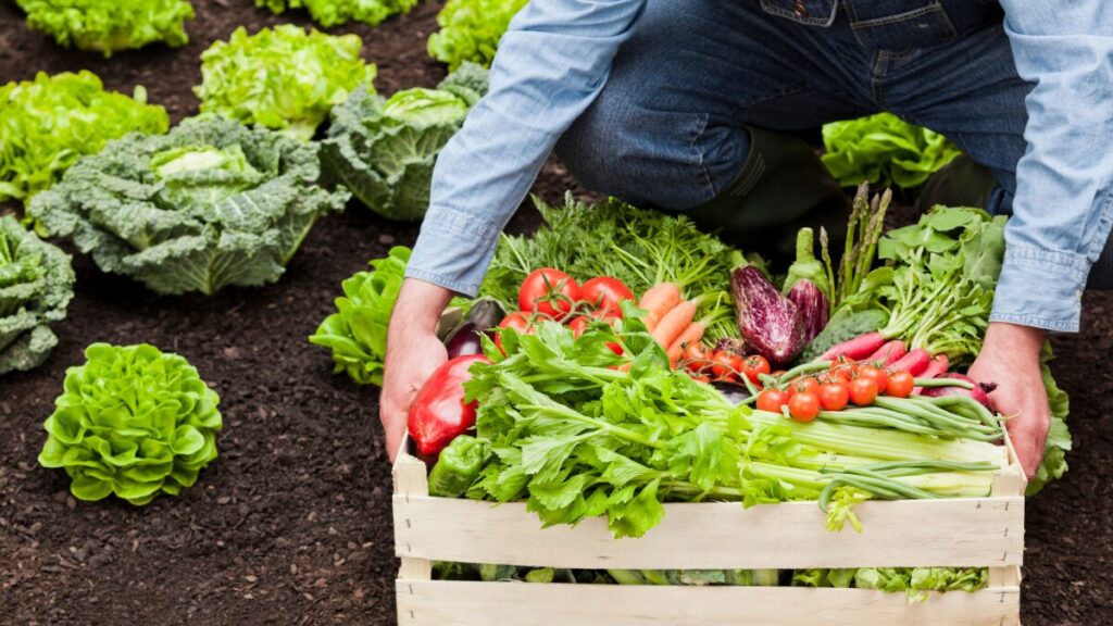 Is organic food better for babies and toddlers?